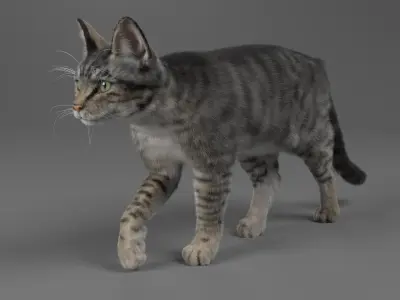  Cat Grey Tabby ANIMATED 