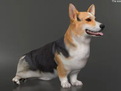  Dog Welsh Corgi Pembroke Tricolor Rigged for Cinema 4D 