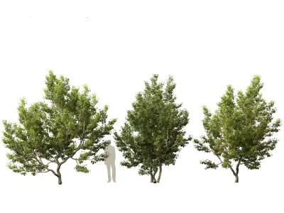 Acer campestre - Hedge maple 02 3D model