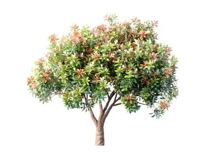 Decorative Evergreen Beautiful Garden Outdoor Tree Shrub 3D model purchase