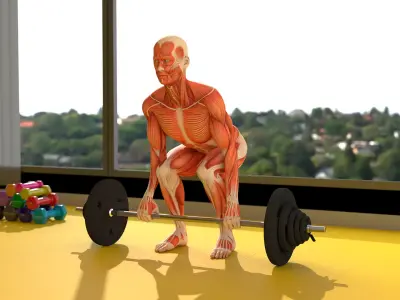  Anatomy Male Muscular System Deadlift Animated Rigged for Maya 