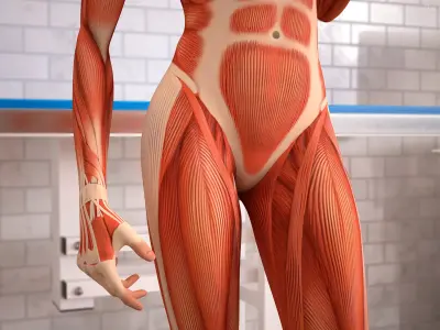 Female Full Body Anatomy Muscles Rigged 