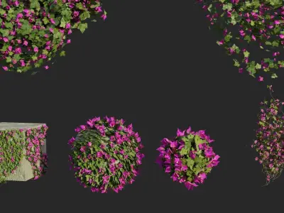 Bougainvillea Flowers and Bushes vol 1 3D model