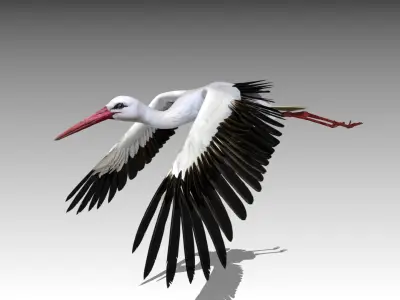  White stork 