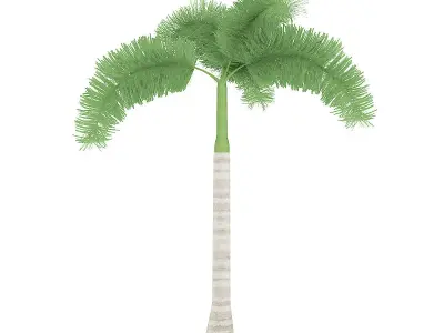 Foxtail Palm 3D model