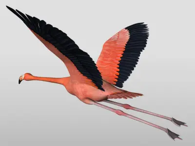  Flamingo - Flight 