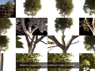 Platanus x hispanica XL size 5 different models 3D Model Pack