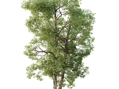 AV Plants Carya Glabra Ovalis Caryer Rouge Hickory03 3D model