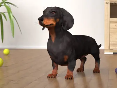  Smooth-Haired Dachshund Dog Black Fur 