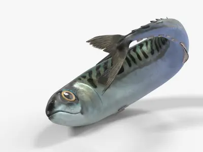  Fish Mackerel Idle on Land Animated Rigged For Blender 