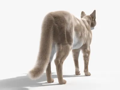  Full Cat Female Anatomy Static 