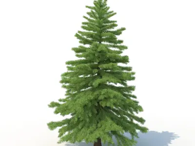 Spruce Tree No 2 3D model