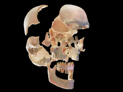  Human Male Body Skeleton and Ligaments Static 