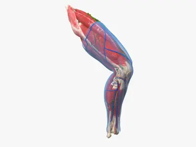  Human Knee Joint Anatomy Rigged for Cinema 4D 