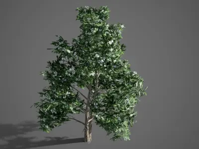 Korean Stewartia Spring Tree Low-poly 3D model