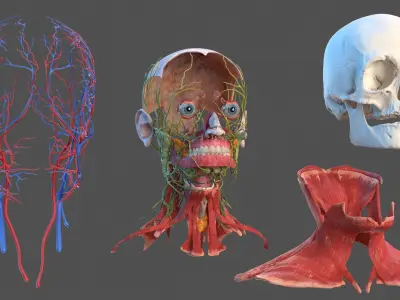  Anatomical Male Head Model with Neck 