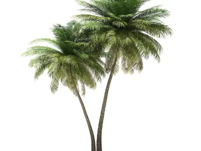 Coconut Palm Tree 3D Model 9m 3D model