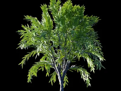 Realistic Tree Free low-poly 3D model