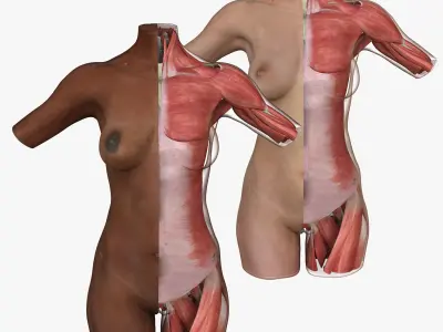 Woman Torso Muscle Anatomy 3D model