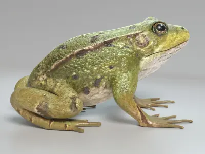  Frog Animated 