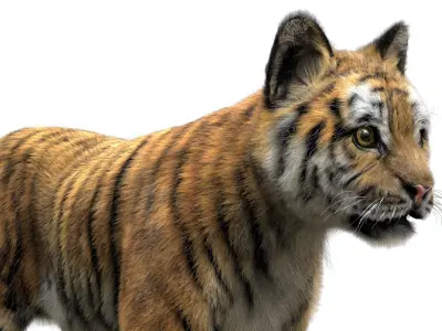  TigerBaby Fur 3D 
