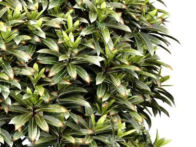 Ornamental Evergreen Garden Street Tree 3D model