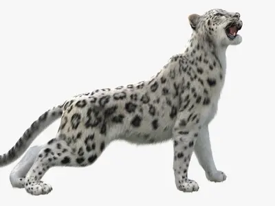  Snow Leopard Rigged with Fur 