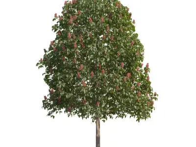 Aesculus x carnea 201SP FL 3D model