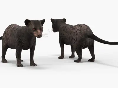  Asian Palm Civet Musang Dark Coat Rigged 