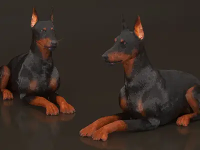  Doberman Pinscher Lying Down Fur for Maya 