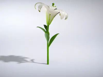 Elegant White Lily Flower Low-poly 3D model