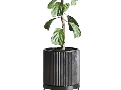 Ficus Lyrata plant in concrete dirt vase Indoor plant 262 3D model