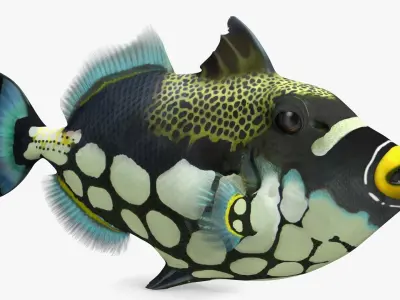  Coral Fish Rigged Collection 2 