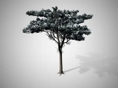 Italian Stone Pine Winter Tree Low-poly 3D model