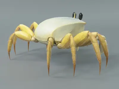  Ghost Crab 