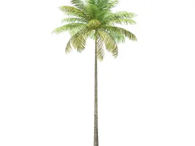 Bottle Palm Tree 3D Model 8m 3D model