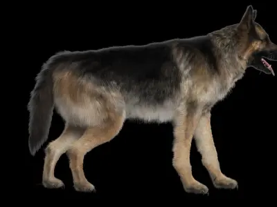  Shepherd Dog Anatomy 3D 