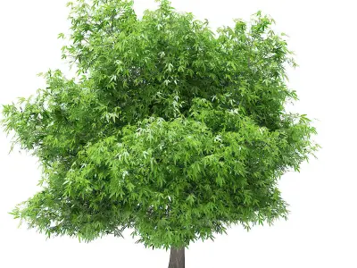 Mango Tree 3D model