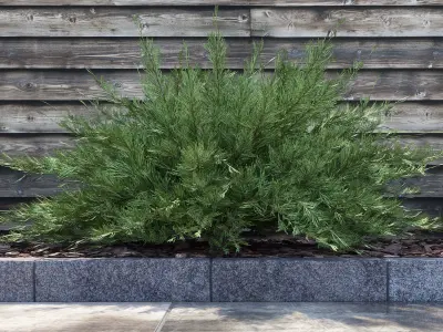 Savin Juniper - Juniperus sabina 3D model