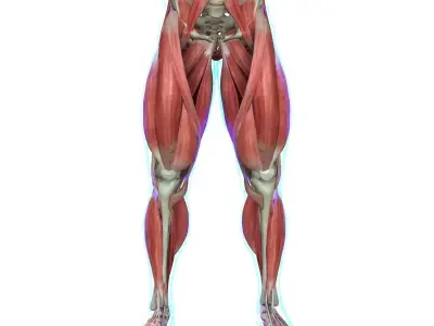 Human Leg Muscle Anatomy Medical Edition 3D model