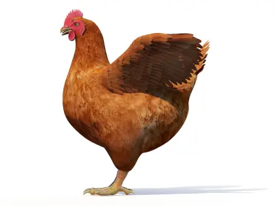  Full Chicken Anatomy Static 
