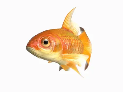  Gold fish Animated 