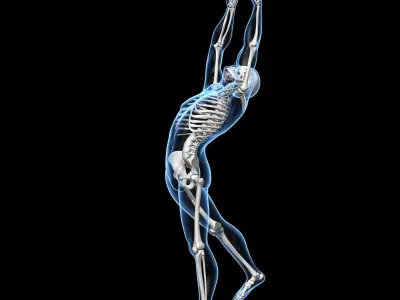  Human Skeleton - Rigged 