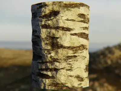 Procedural White Birch Bark Texture - Seamless PBR Material Texture