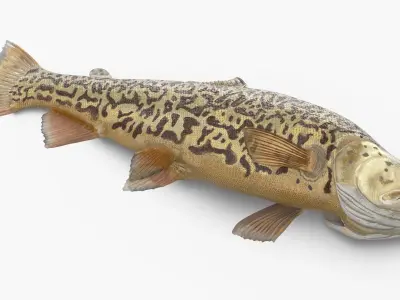  Tiger Trout Fish Lying Position 