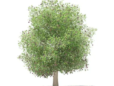 Common fig tree with fruits 3D model