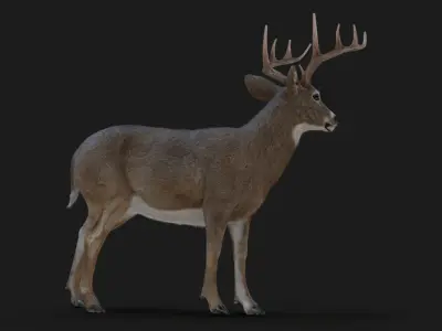  Deer (2) (Animated) (Fur) 