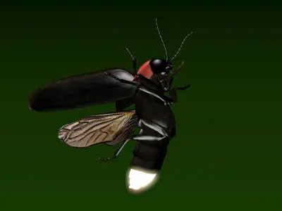 Firefly beetle flying Low-poly 3D model