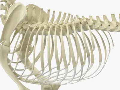  Dog with Skeletal Anatomy Collection 