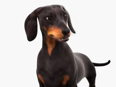  Small Dogs Rigged Collection 4 